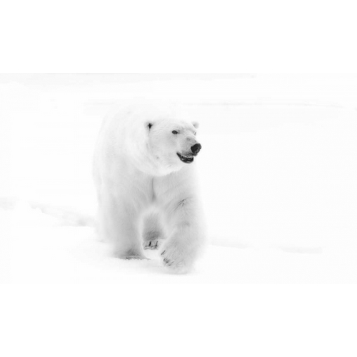 Norway, Svalbard Walking polar bear